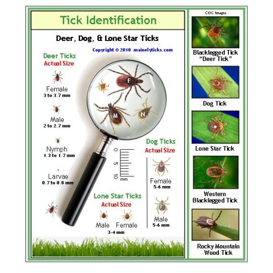 Lyme disease ticks on dogs