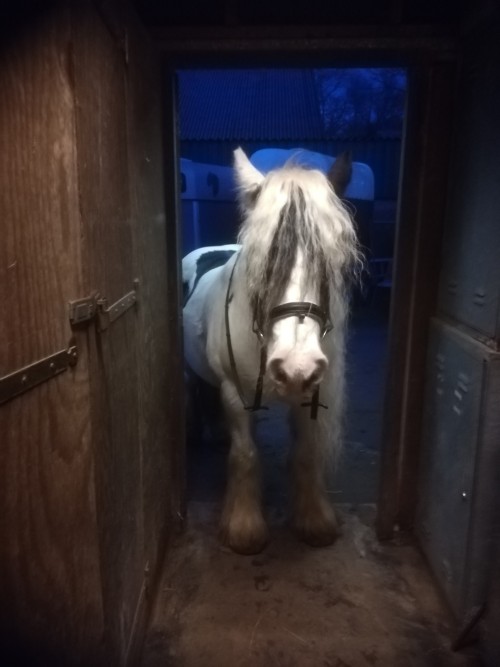 horse standing in a metal doorway at the end of a short hallway, behind it the outside is blue with the onset of nighttime