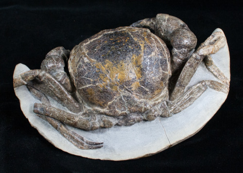 fossilera:A large Miocene aged fossil crab (Tumidocarcinus giganteus) which has been painstakingly p