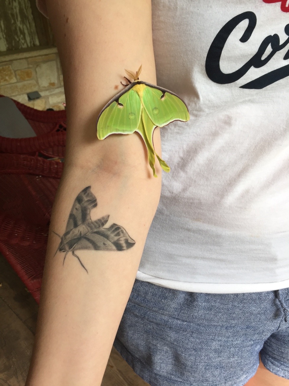 NatureTats  Luna Moth Temporary Tattoo  Indie South