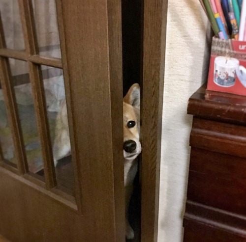 mustardtigress:today’s peeky shibes