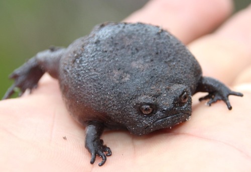 toadschooled:The raw anger of the black rain frog [Breviceps fuscus], a south African native that sp