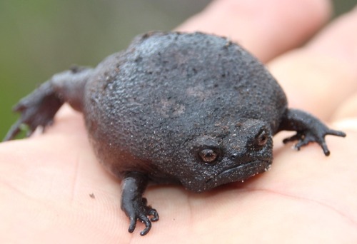 zektheterrible:  nicknamenyquil:  toadschooled:  The raw anger of the black rain frog [Breviceps fuscus], a south African native that spends most of its time buried in the soil to conserve moisture. Image source here   @zektheterrible look at the angry