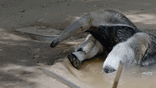 sdzoo:Giant anteaters are good swimmers and are able to use their long snout as a snorkel. Watch the