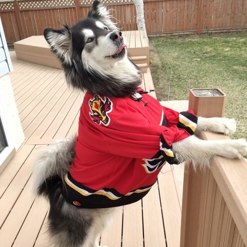 canadianmalamommy: We did it! The Flames beat The Canucks!  So freaking happy right now! Woo woo.. Y