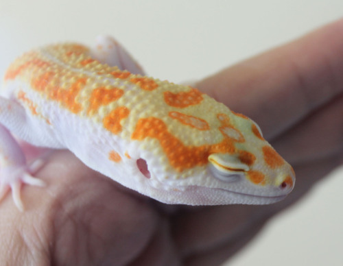 lunationgeckos:My beautiful breakfast son. 