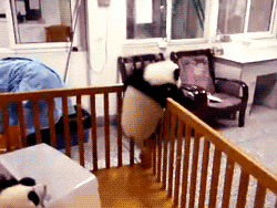 kungfumartialartsnunchakus:New Prison Break Pandas Finally Succeed lol :)))Professional Tai Chi Clot