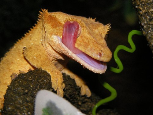 biomedicalephemera:  Top - Malayan Forest Gecko (Cyrtodactylus pulchellus)  Center/Bottom - Crested Gecko (Correlophus ciliatus)  Why do geckos (and some other terrestrial lizards) lick their eyeballs? Wouldn’t you, if you could? I sure would. Other