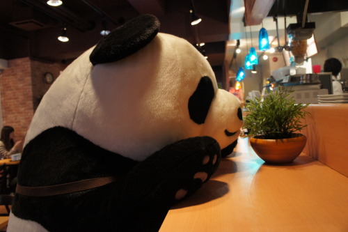 isthistakenalready:nekonomikon:rorainjapan:Takadanobaba’s Shirokuma CafeThis place is adorable!! On 