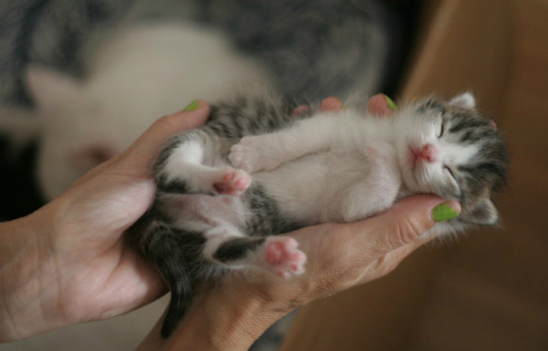 kittehkats: Kittens Sleeping in Peoples Hands