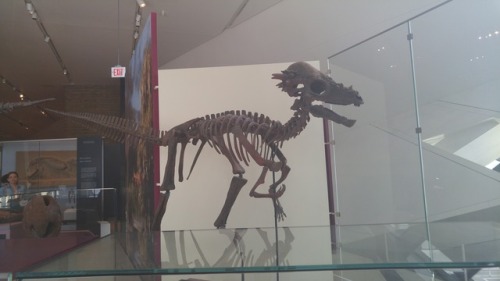 Ref Post 3! I Think That First One Might Be A Herrerasaurus. An Allosaurid Perhaps? Couple Of Angles