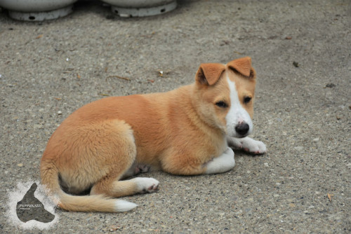 puppyrazzi