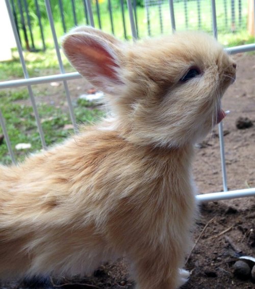 cute-overload:  And you will know agony when the Bunnitaur is born unto this realm.http://cute-overload.tumblr.com 