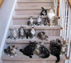 fangirltothefullest:  Mama flooff and12 floofies 