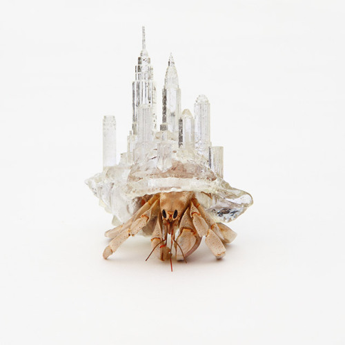 Created in 2009 by Japanese artist Aki Inomata, these fantastic little cityscapes atop hermit crab s