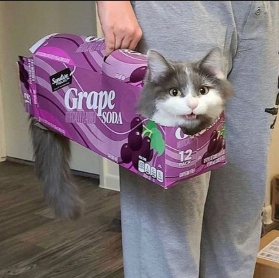 catasters: