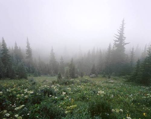 alexburkephoto:Fog fills the forest just below treeline.These trees were the last reference point I 