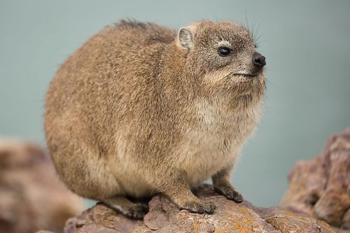 When I'm A Small Prey Mammal And I've Evolved To Survive The Barren Rocky Landscape By Optimizing Into