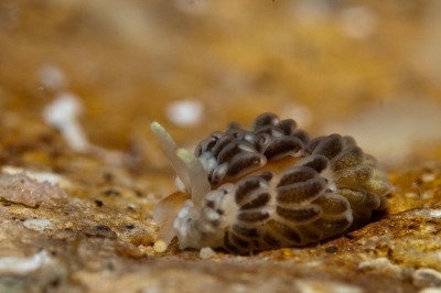 Aeolidiella alderi by entitu.