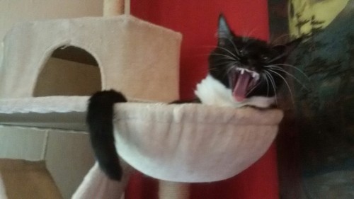 the-amber-eyes:Lazy friday for Jess.