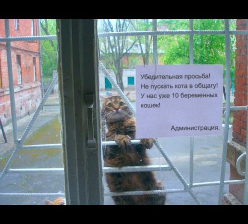 yewberryeater:blednochka:“Urgent request! Don’t let the cat go inside the dorm! There are already 10