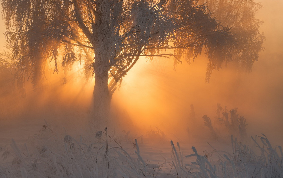 afaerytalelife:  The sun came up like gold through the trees, and I felt like I was
