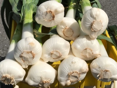 Leeks, Oak Marr Farmers Market, Fairfax, 2017