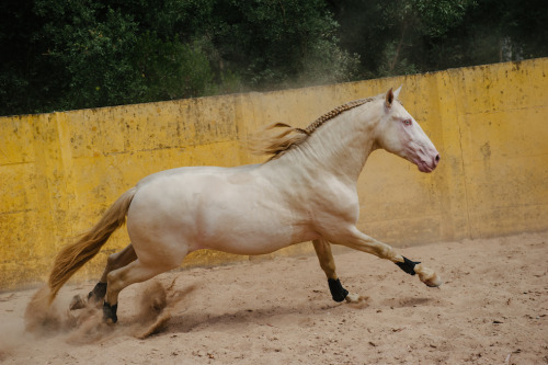 forests-in-neverland:  This great looking stallion is 4 years old and about 164cms.  He is  strong and bold be easy to handle from ground and calm to ride.  Has a  playful character in bull fight training/dressage doing lateral work and  basics.  He