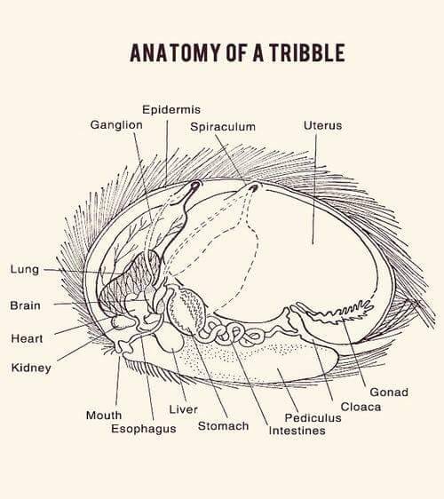 talk-nerdy-to-me-thyla:The anatomy of a tribble