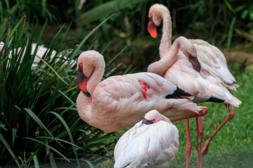 Flamingos - Zoologico de SP, Brazil