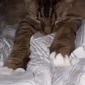 Snorkel - Cat Game