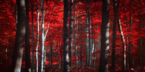 treeporn:  Firewoods by ildikoneer on Flickr.