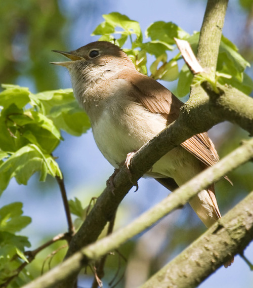 etklajgkwrj:common nightingale