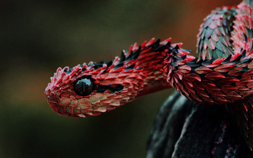 jean-huh-kirschnickerdoodle:  loweryi:  afamouskid:  Fuck this snake looks awesome.    hate to break it to you but it’s photoshopped, and it’s a spiny bush viper, not some crazy autumn adder you usually see it labeled as  still looks like a mother