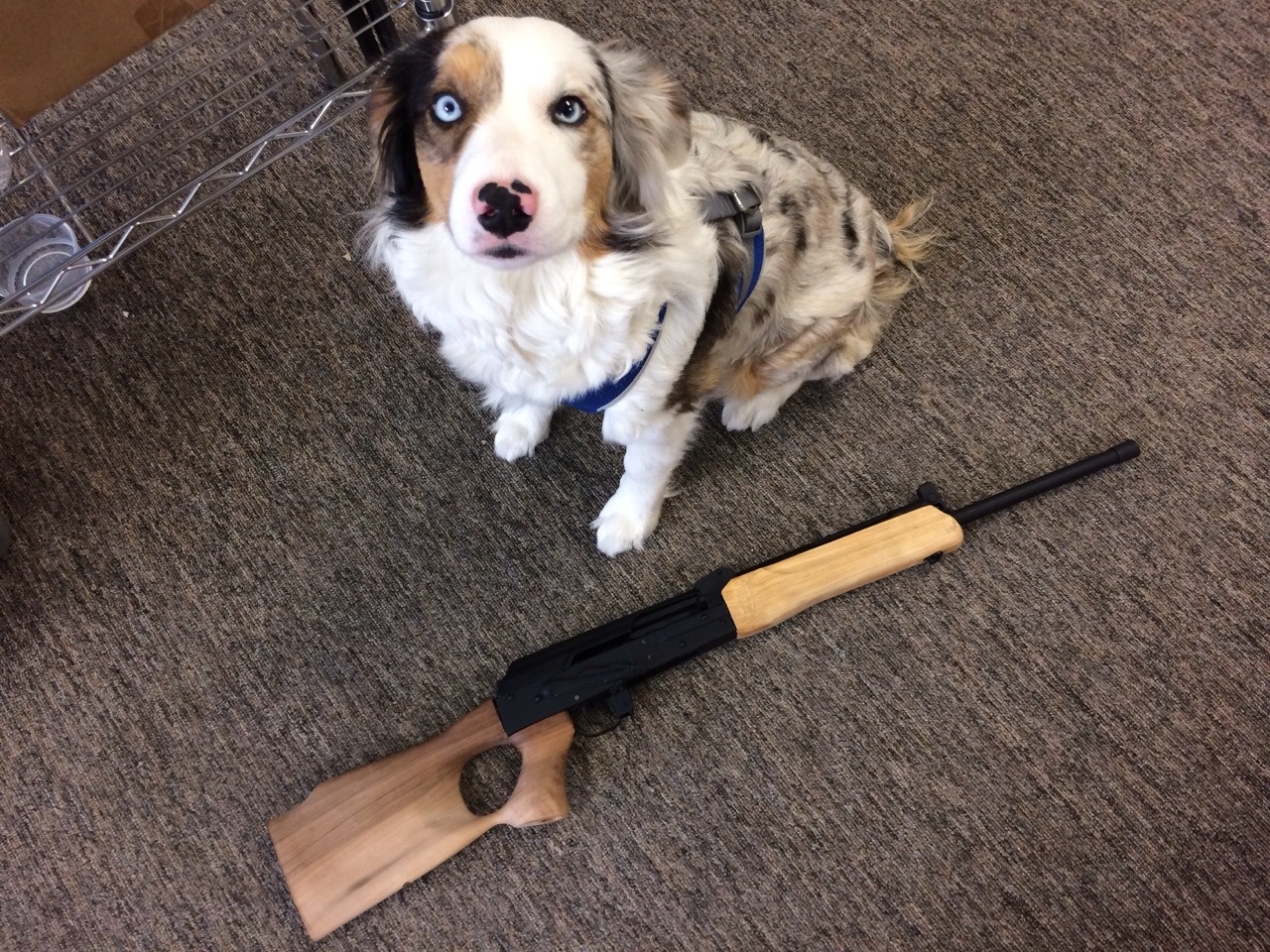rtf-j:  Lily doesn’t seem as excited about my new VEPR 308 as I am. But it’s