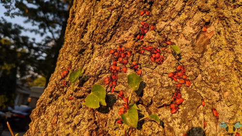 Firebug (aggregation) - Pyrrhocoris apterusValentine’s Day may have been yesterday, but we can still