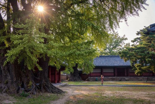 The ginkgo trees are just starting to turn at Sungkyunkwan University.