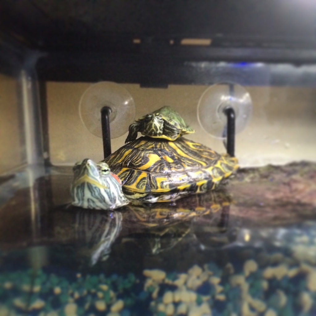 awwww-cute:
“Not your typical aww but my old turtle has accepted the new turtle!! 🐢🐢
”