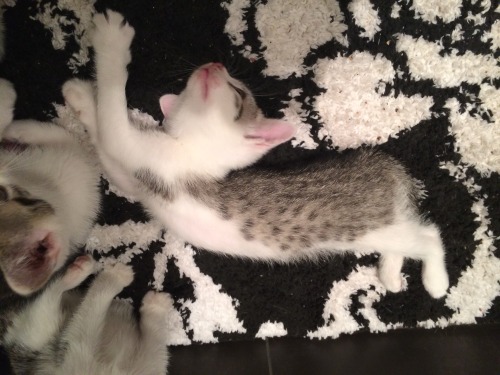 scratchingpad:  Kitten yoga on the bath mat cc getoutoftherecat 