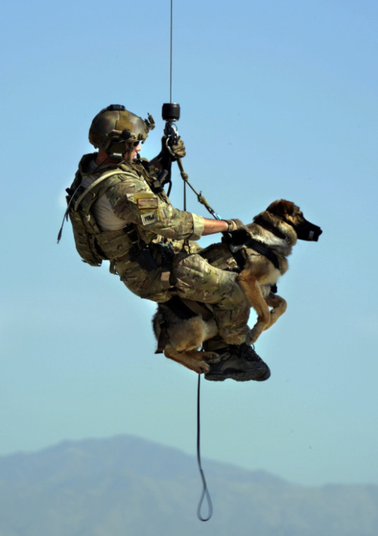 #doggo#military#combat dog#war dog