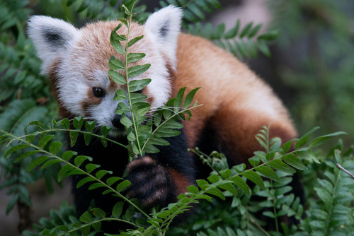 errantlight: Smithsonian’s National Zoo Red Panda Rusty by Smithsonian’s National Zoo on