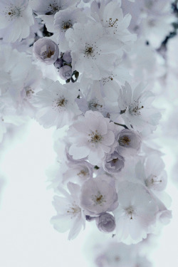 thelavishsociety:  Beautiful Flowers by Natan Vance