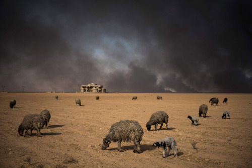Blackened sheep graze as oil wells set ablaze by retreating IS jihadists, burn in the background, in