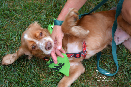 Silly, fun Duke is available for adoption through Cocker Spaniel Adoption Center - I’m not sure how 