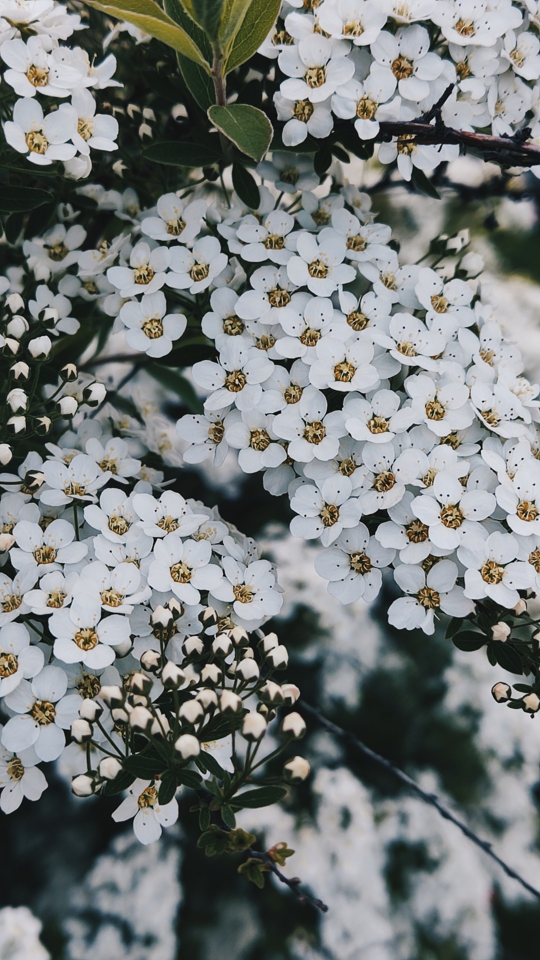 #nature#2022#Russia#photography#spring#May#garden#Blooming#flowers#white#original photographers#vsco#vsco cam#природа#Россия#фото#сад#весна#цветы#май