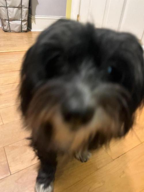 Whim, a black and white havanese dog blurry with motion. She is walking towards the camera.