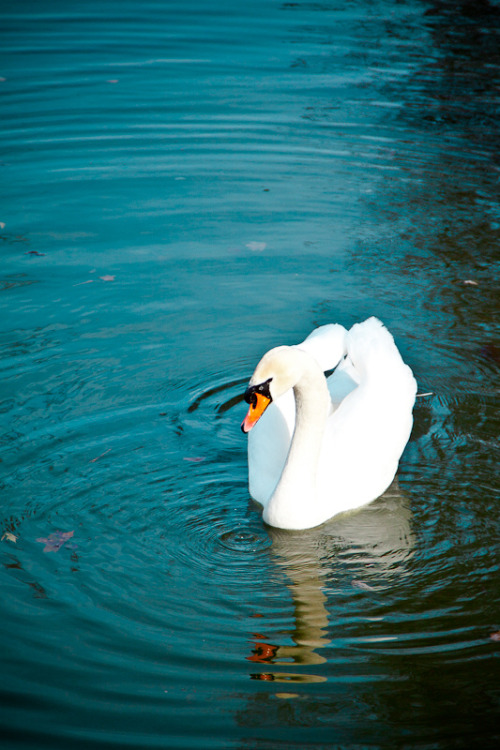 Mute Swan (Cygnus olor) >>by Irene Mei