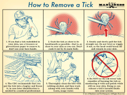 nevver:  How to Remove a Tick: An Illustrated Guide