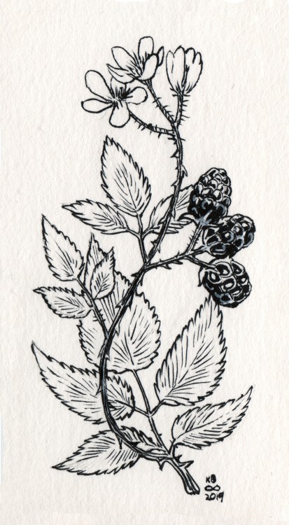 unknownbinaries: inktober 25: blackberry/rubinus laciniatus I had no idea they didn’t do berri