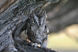 kenziewild:  Cryptic Coloration. The color of the Eastern Screech Owl’s feathers allow them to blend in with tree bark. Here are some photos of Arktos demonstrating this perfectly. 